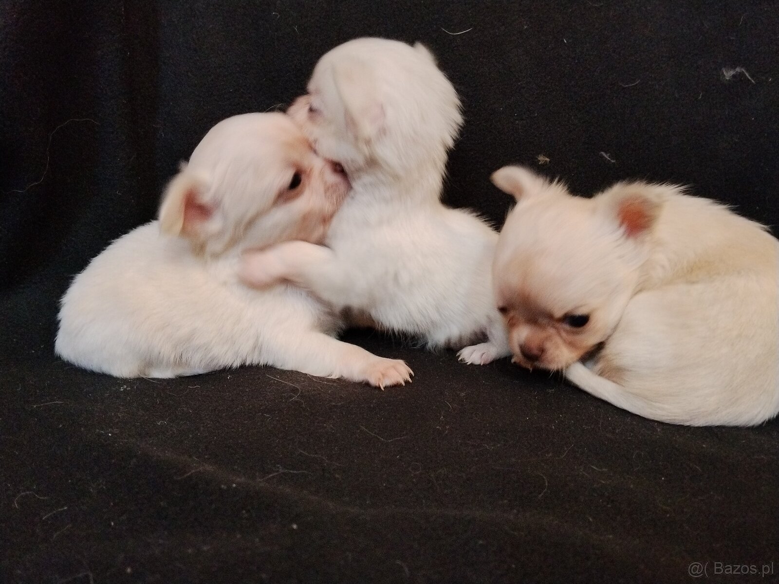 Chihuahua szczeniaczki sliczne - 3