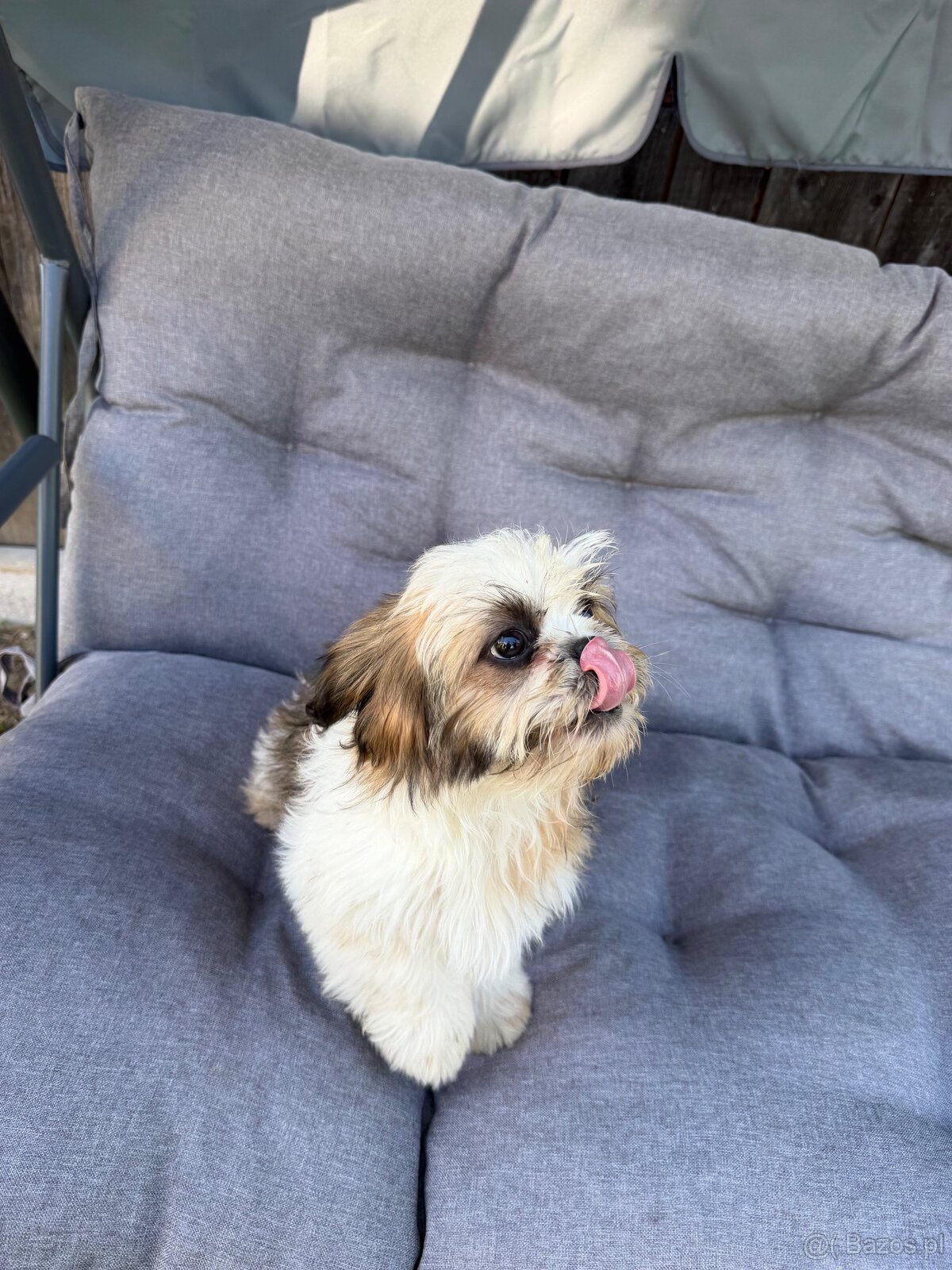 Szczeniaki Shih tzu - 3