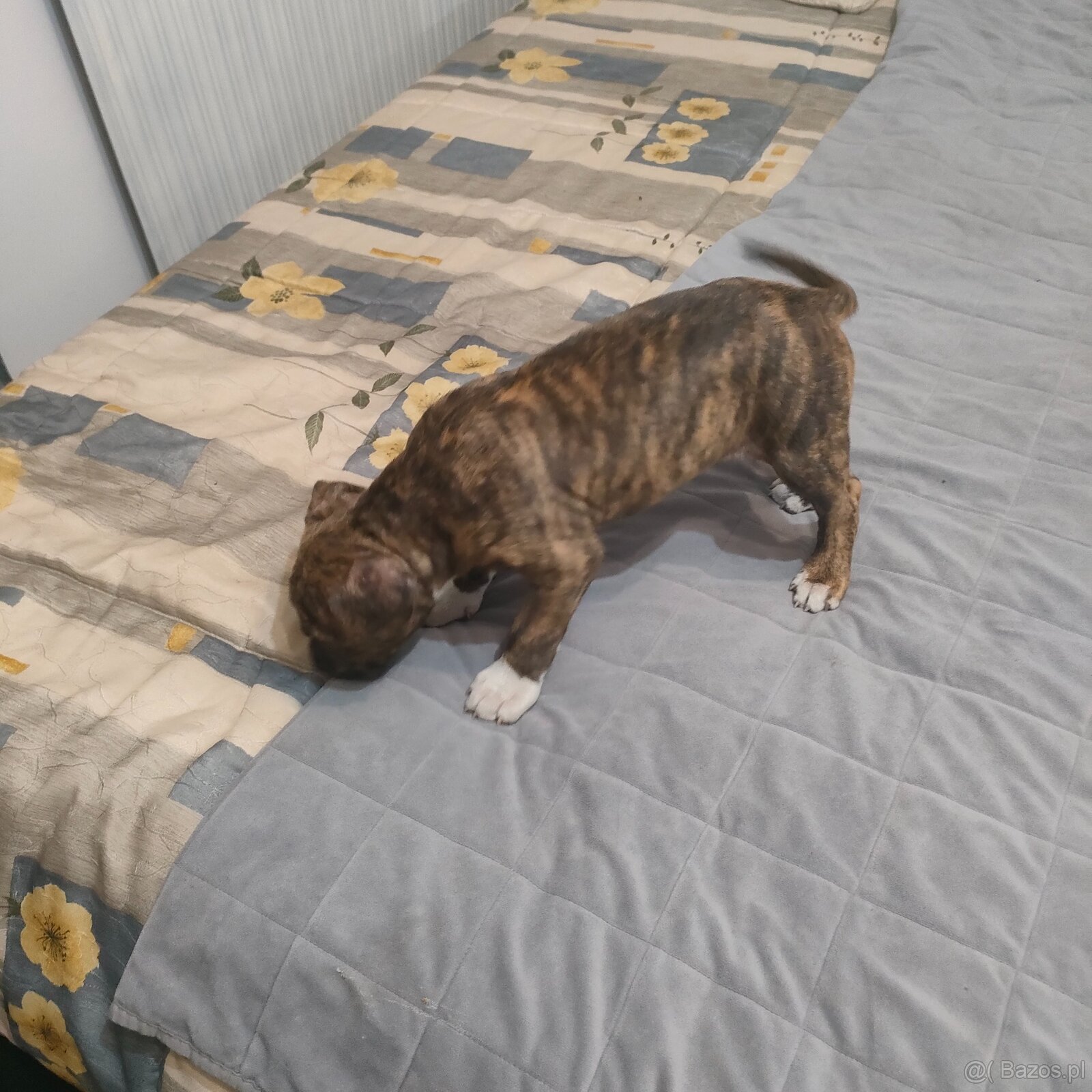 Szczeniak Amstaff - 3