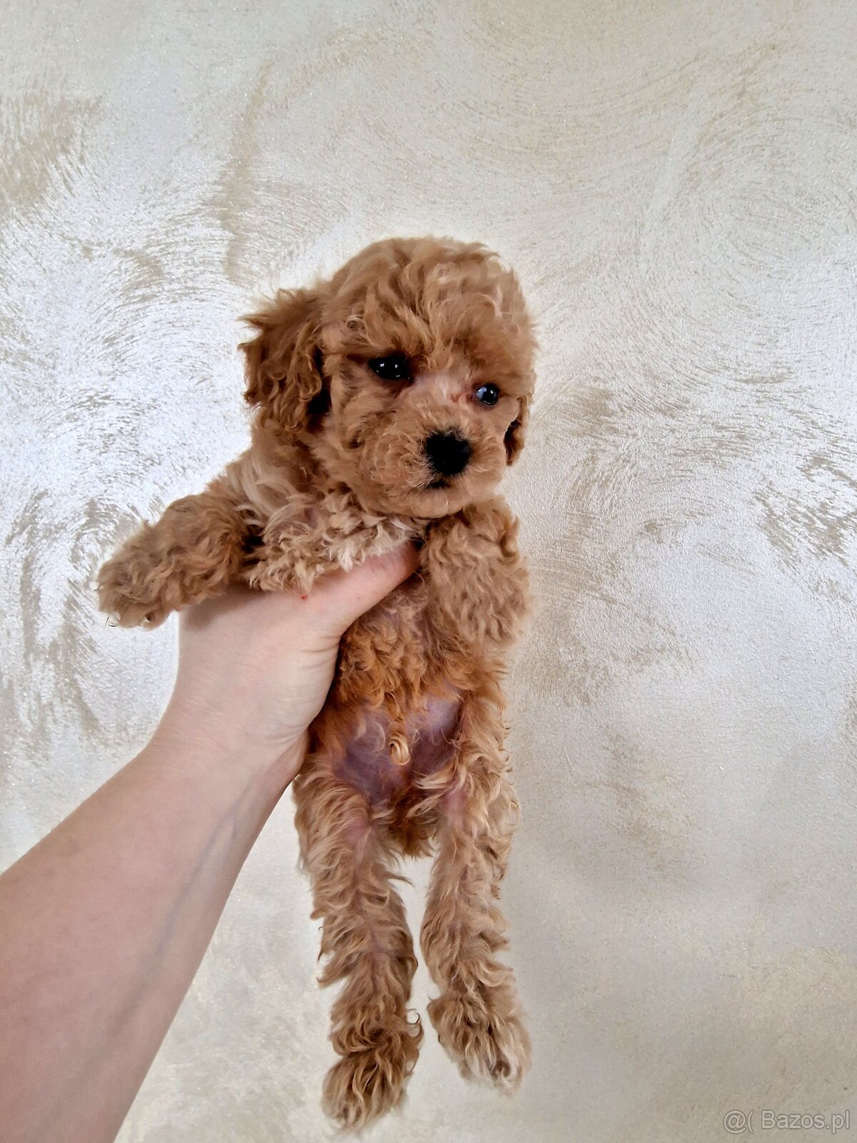 Pudelki toy/miniatura RED po tatusiu FCI - 3