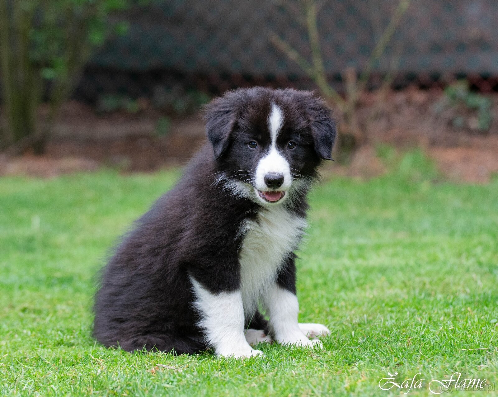 Border collie - 3