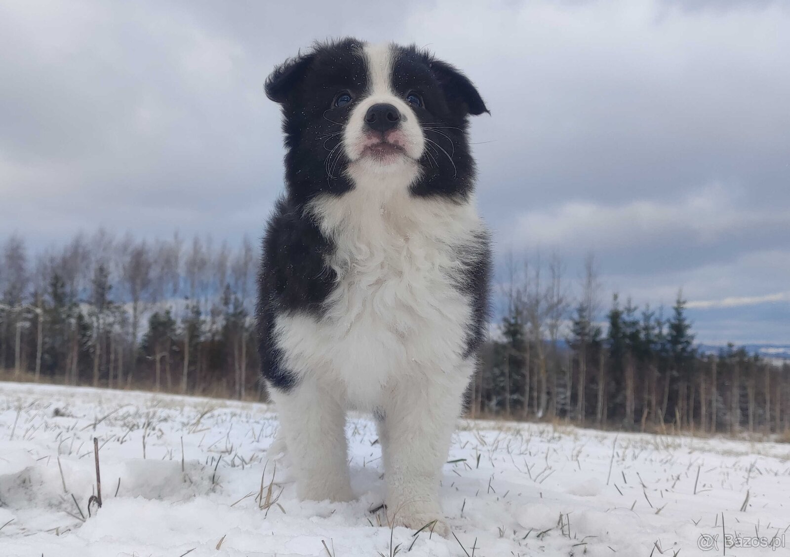BORDER COLLIE - piękna suka z Hodowli - Szczenię z pełną dok - 3