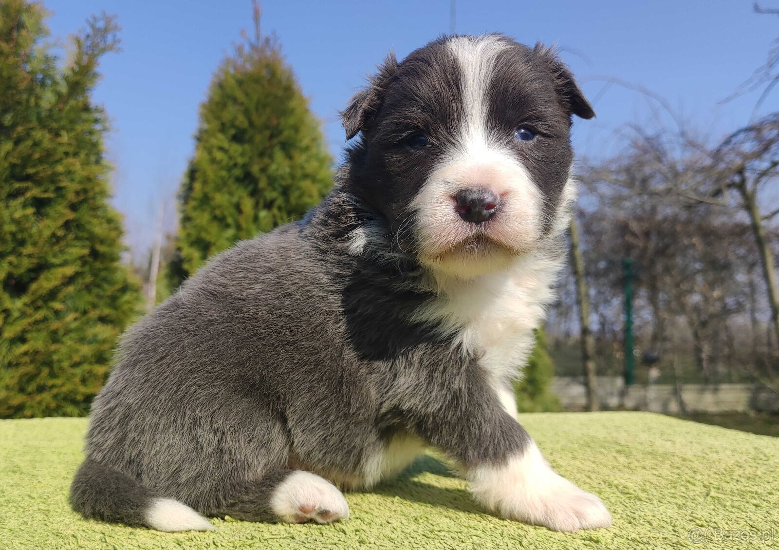 Rasowy Pies Border Collie maści BLUE - Szczeniak WILCZEK z p - 3
