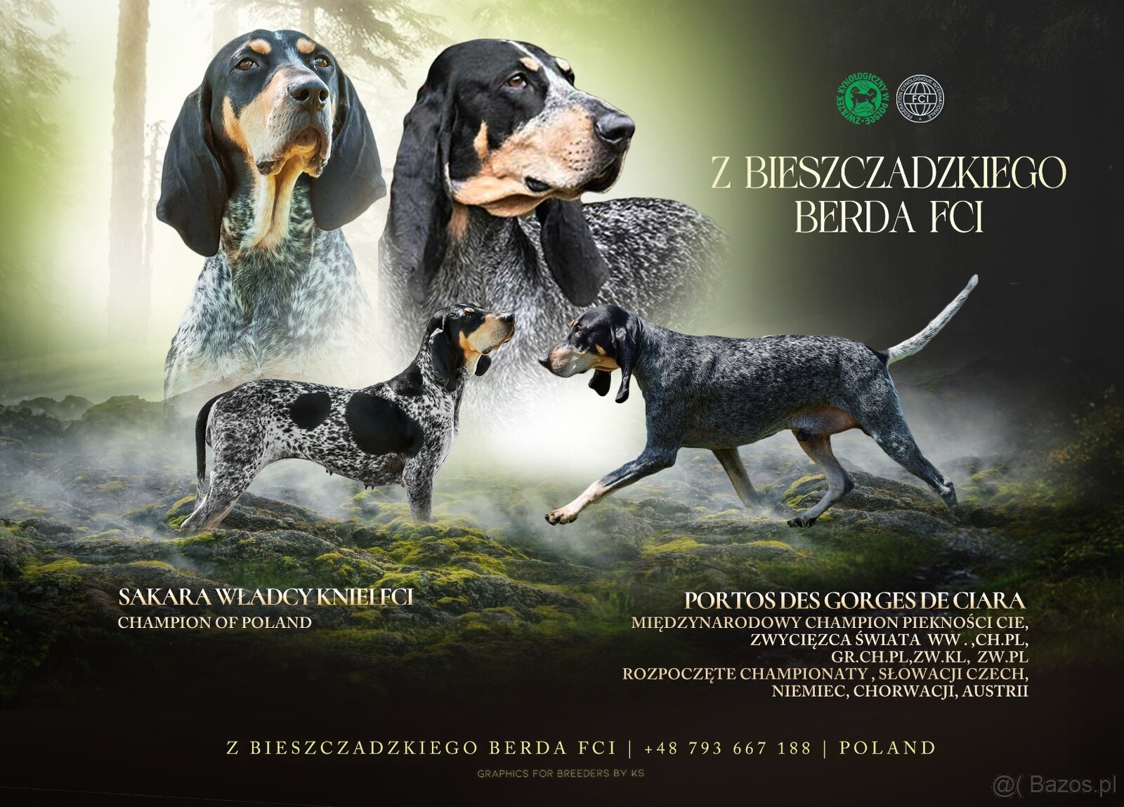 MAŁY GOŃCZY GASKOŃSKI FCI - 3