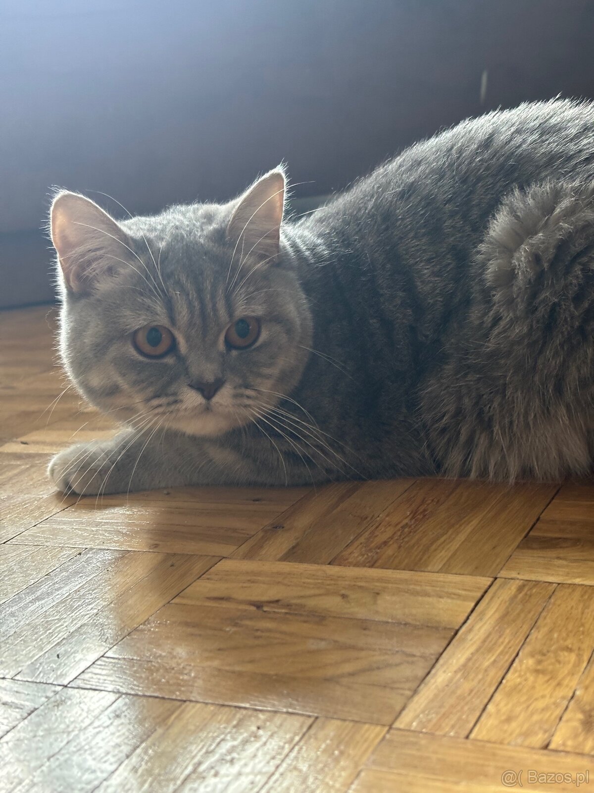 Sprzedam piękną brytyjską kotkę krótkowłosą 🐱 - 3