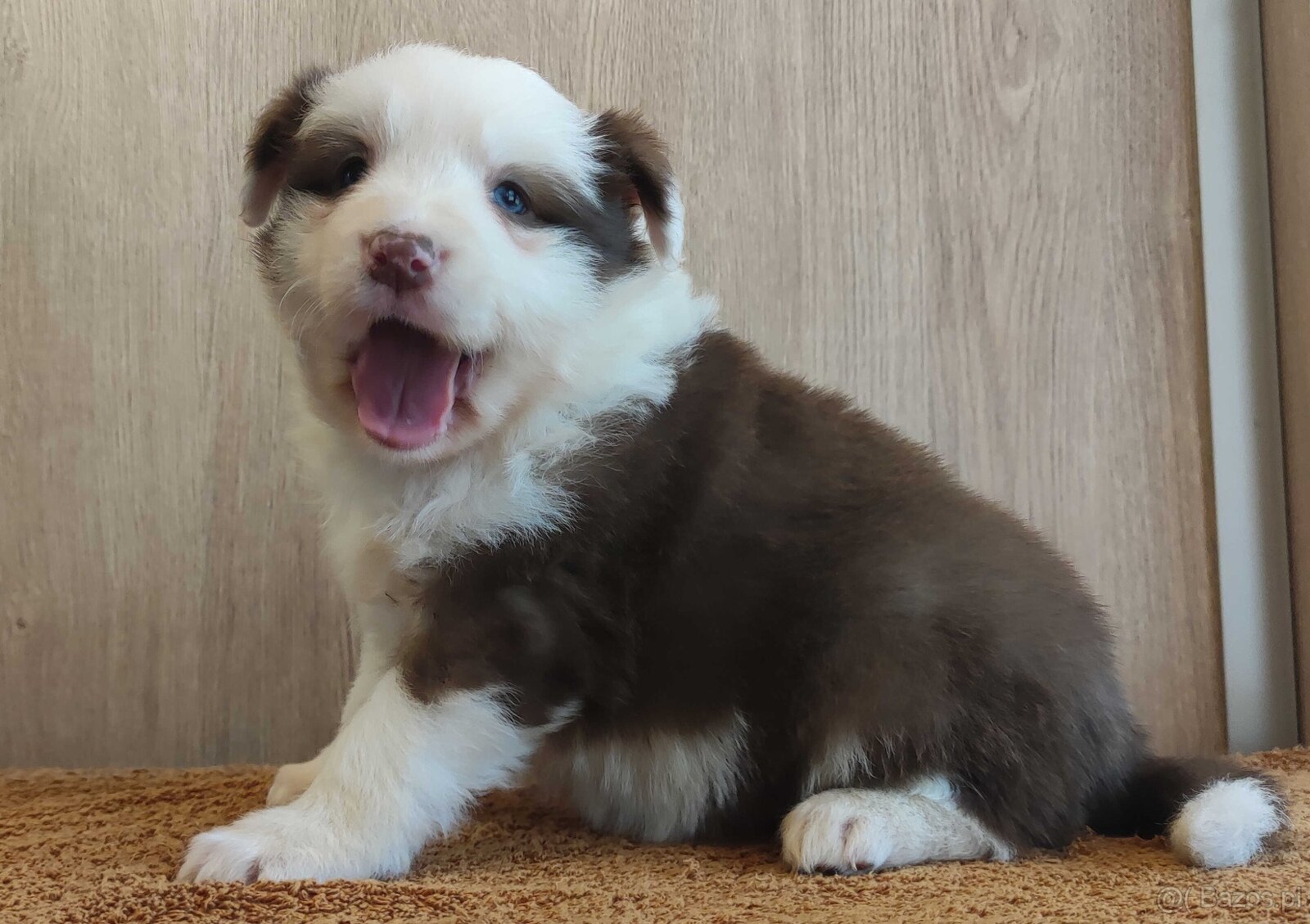 Rasowa suczka Border Collie z pełną dok. przebadani rodzice - 3
