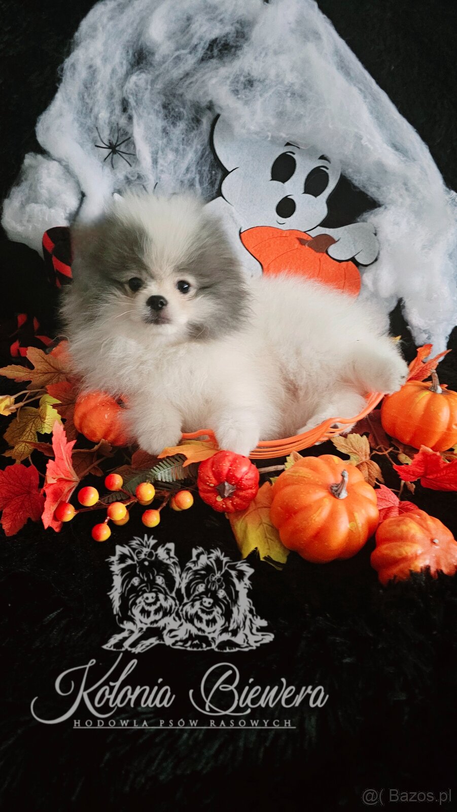 Szpic Miniaturowy/Pomeranian dla Konsenera Blue&white - 3