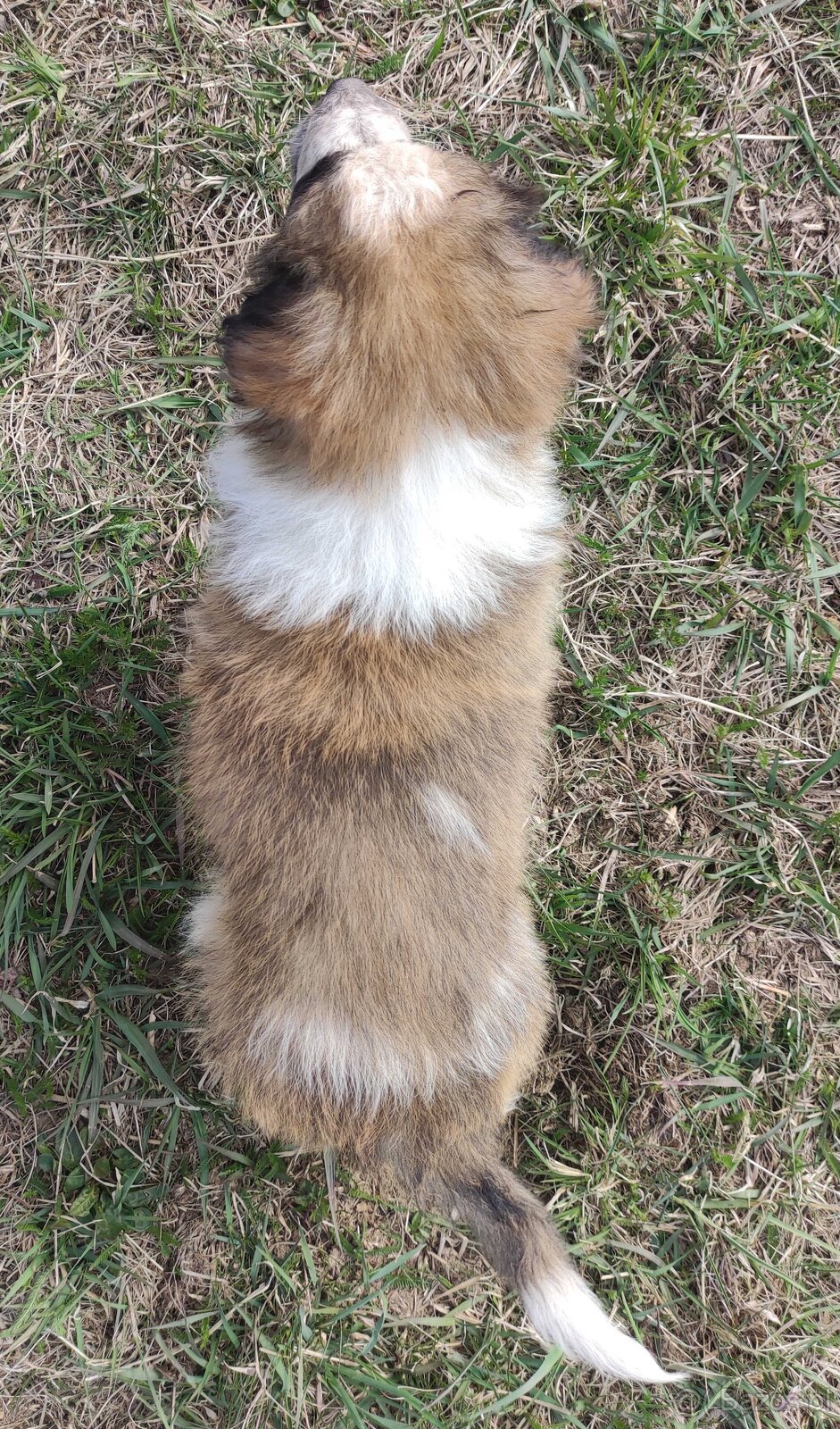 Piękny Pies Border Collie - XANDO z pełną dok. z hodowli do - 3