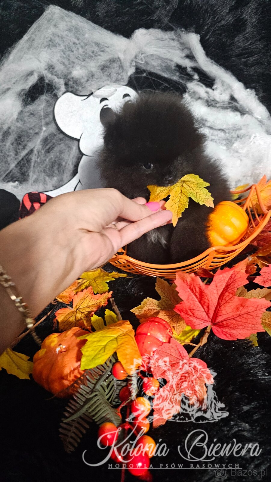 Szpic Miniaturowy/Pomeranian PASZPORT - 3