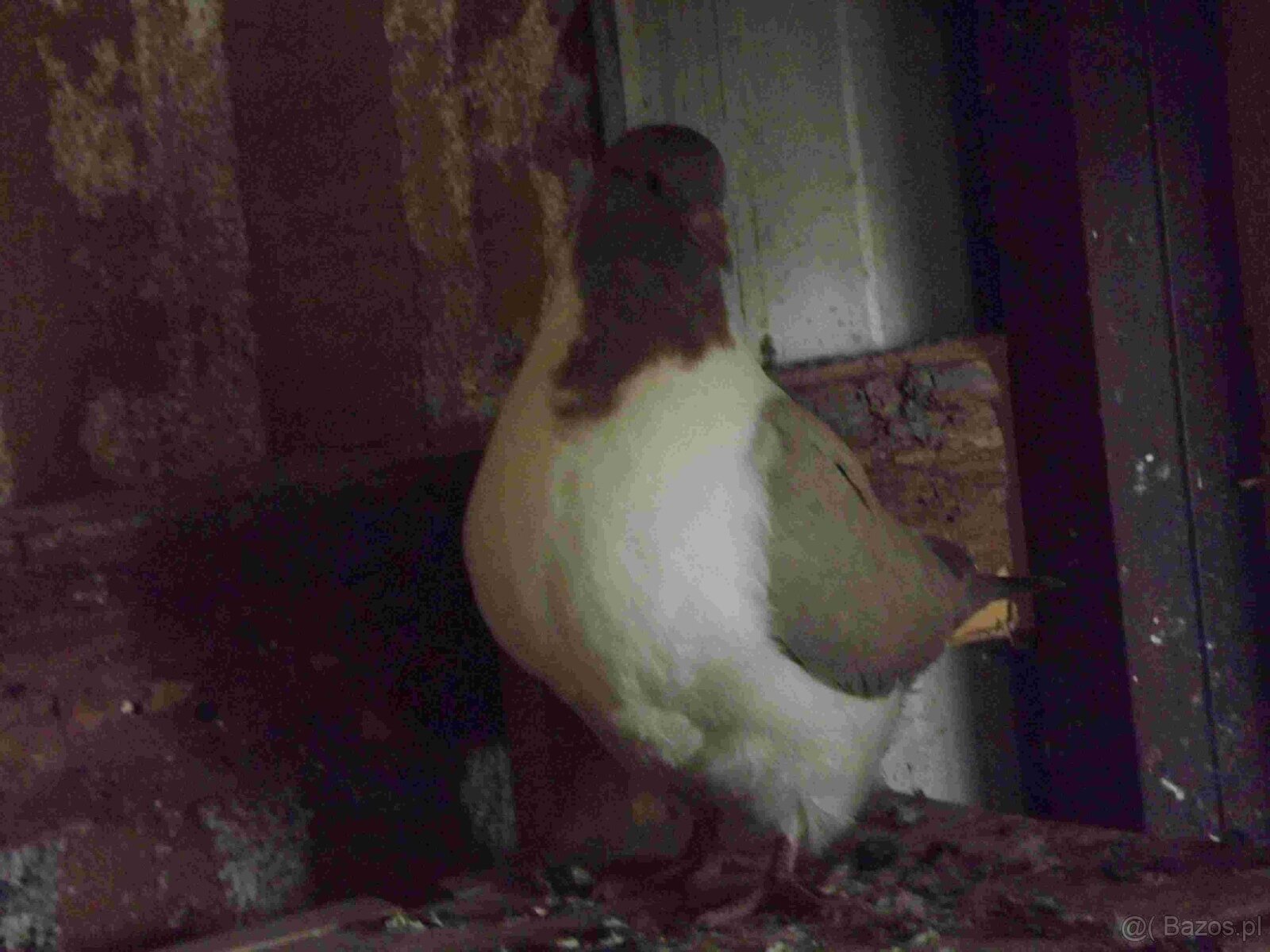 sprzedam gołębie - 3