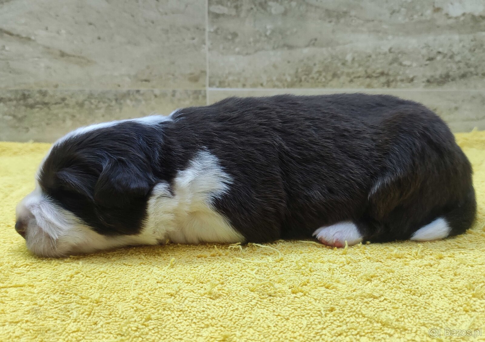 Rasowy pies Border Collie z pełną dok. przebadani rodzice - 3