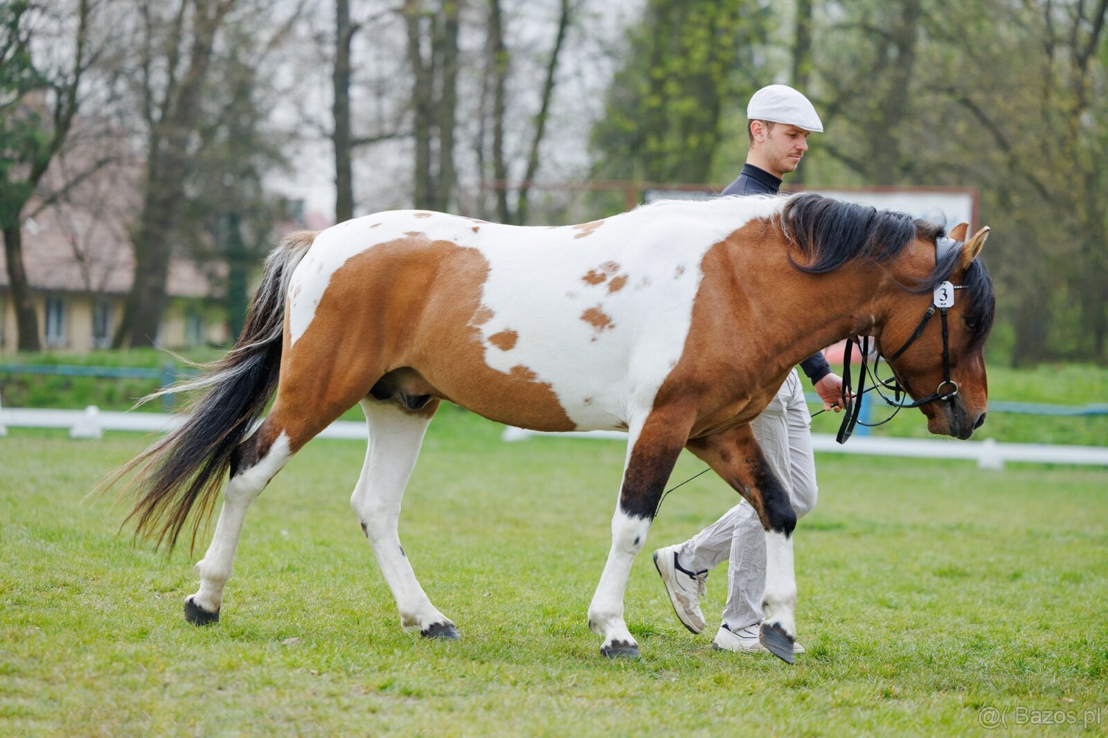 Ogier L-Karat srokaty tobiano homozygota - 3