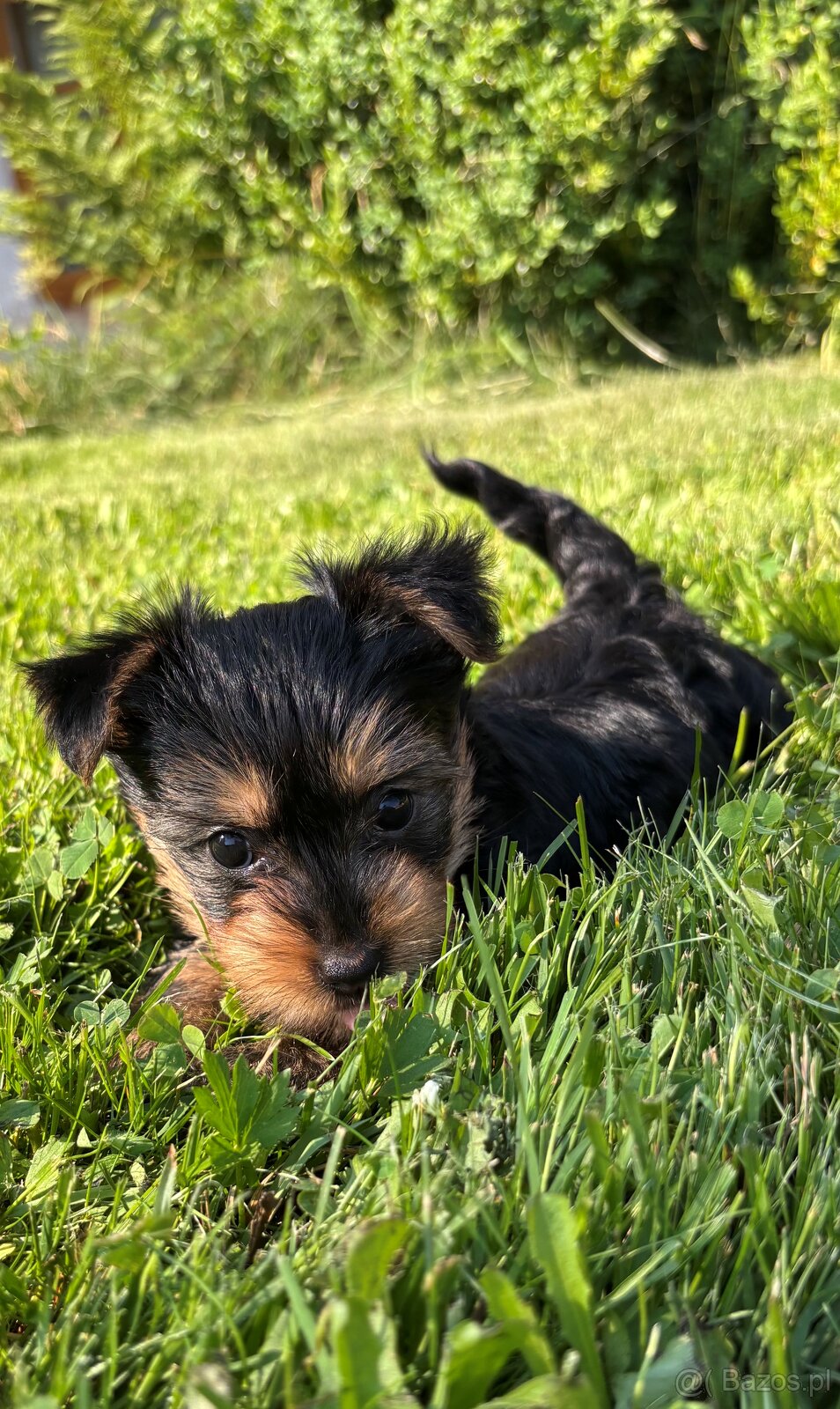 Dwie suczki – australijski silky terrier - 3