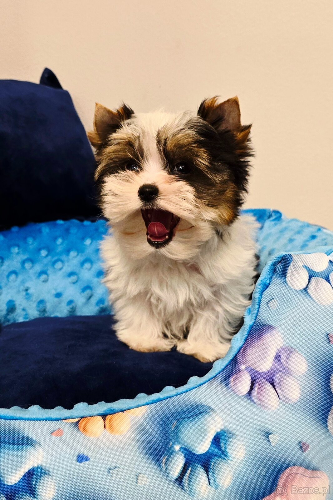 Biewer Yorkshire Terrier cudowny piesek - 3