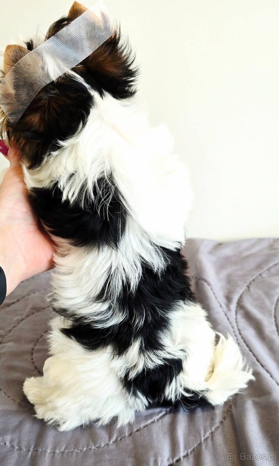 100% Biewer York piesek do odbioru śląskie - 3