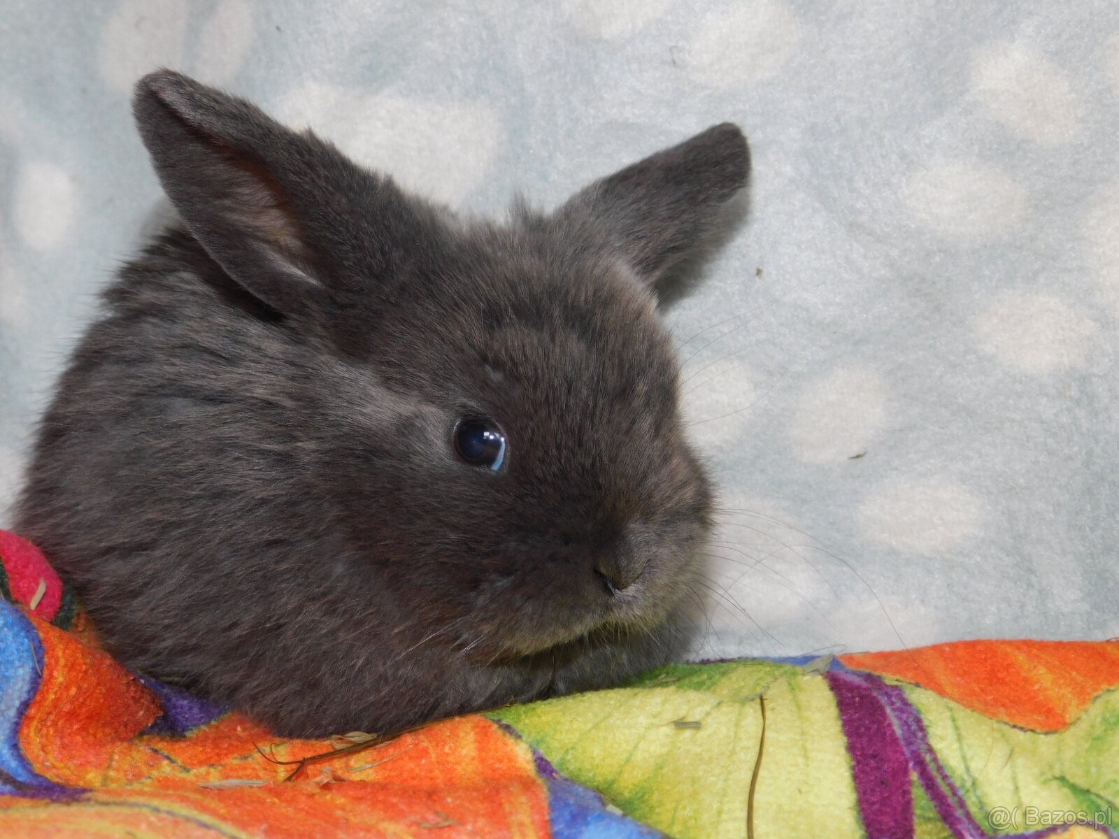 Piękne baranki mini lop - 3