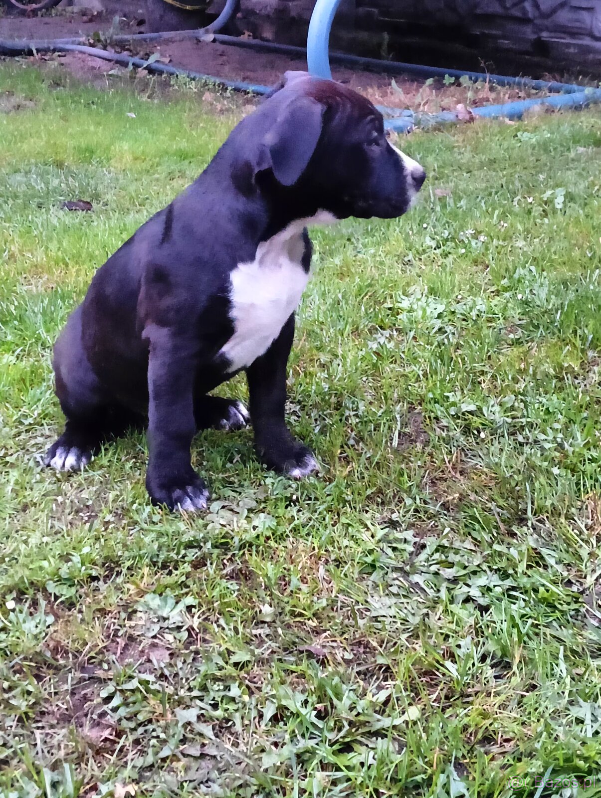 Masywne szczeniaki amstaff - 3