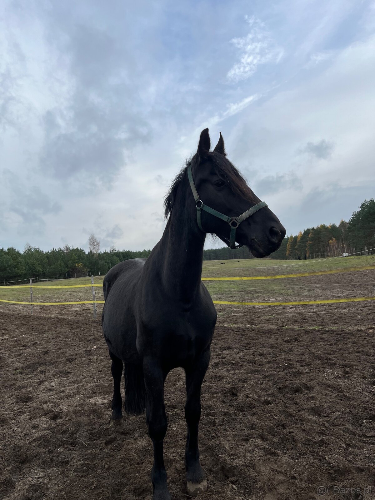 Klacz 3/4 Fryza Kalipso - 3