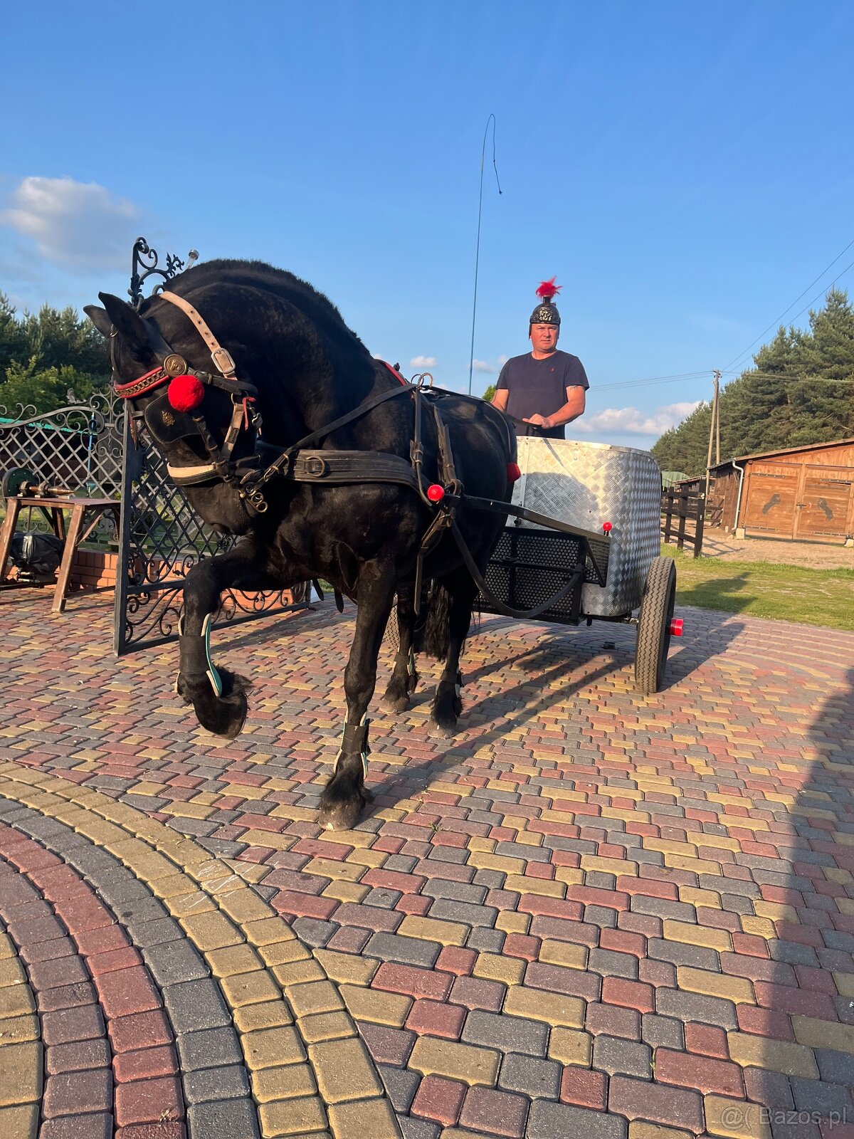 Klacz Fryzyjska Ylena - 3