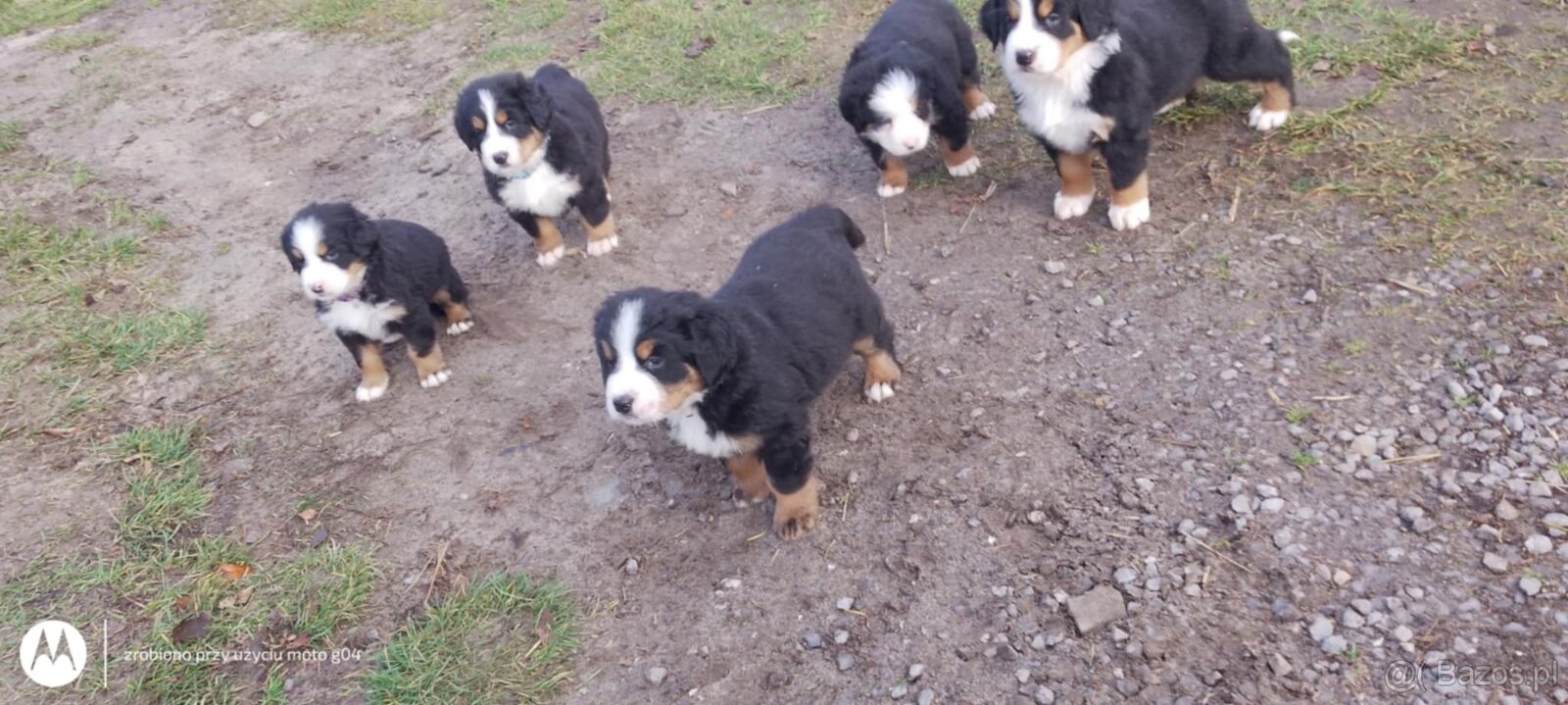 Berneńskie Psy Pasterskie - 3