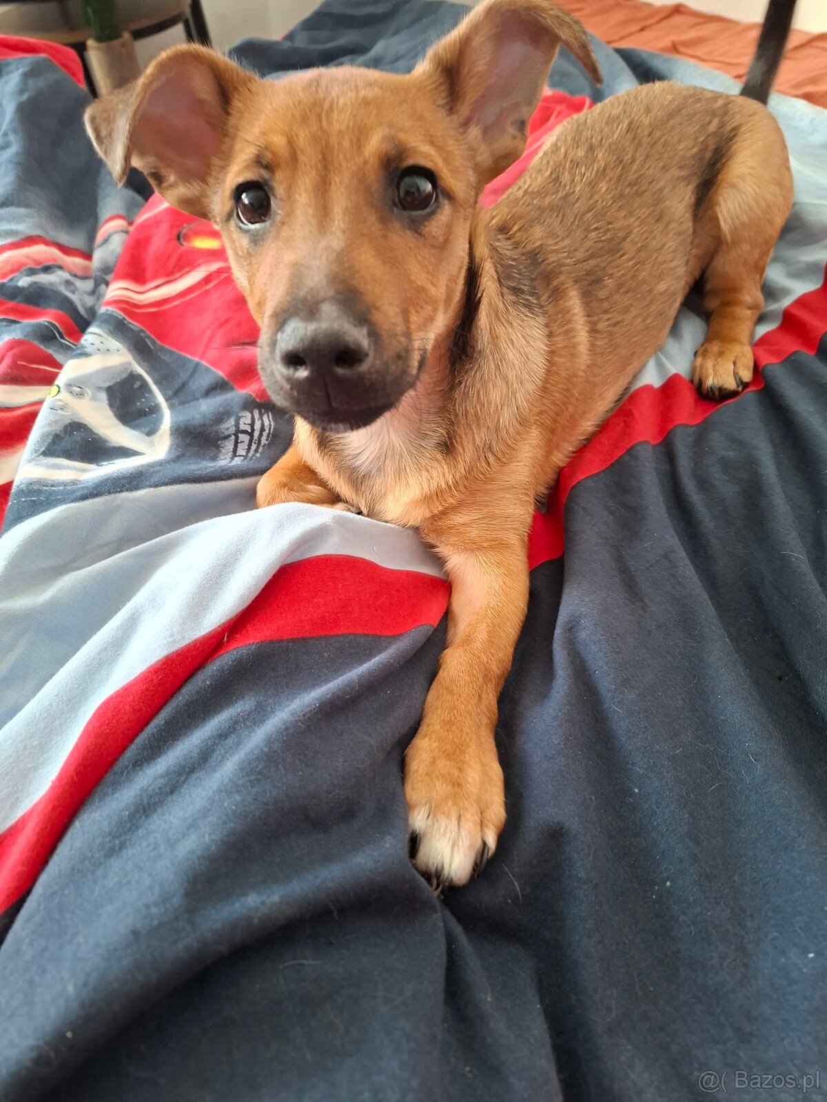 Szczenię -piesek - 3