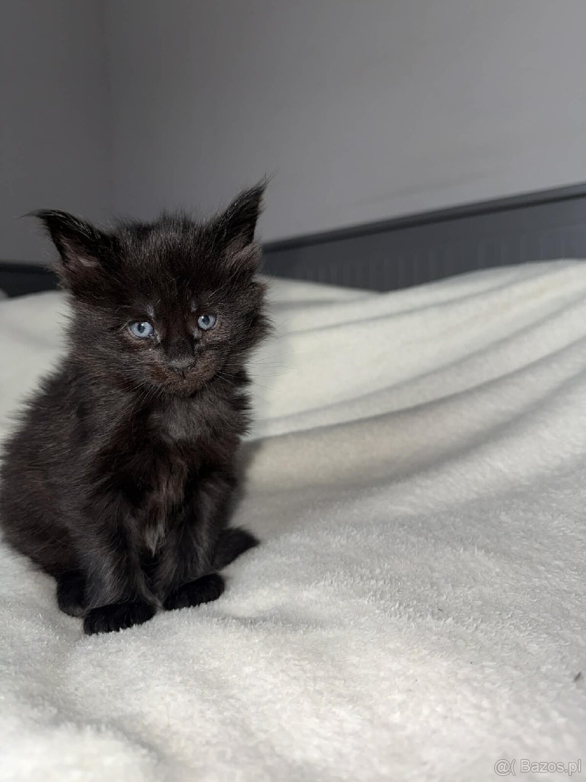 Rezerwacja kotki Maine coon - 3