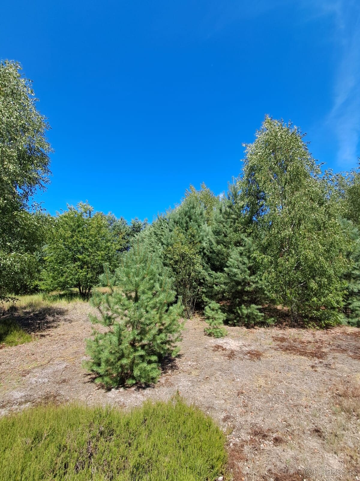 Działka budowlana o powierzchni 1686 m2, Prażuchy Nowe - 3