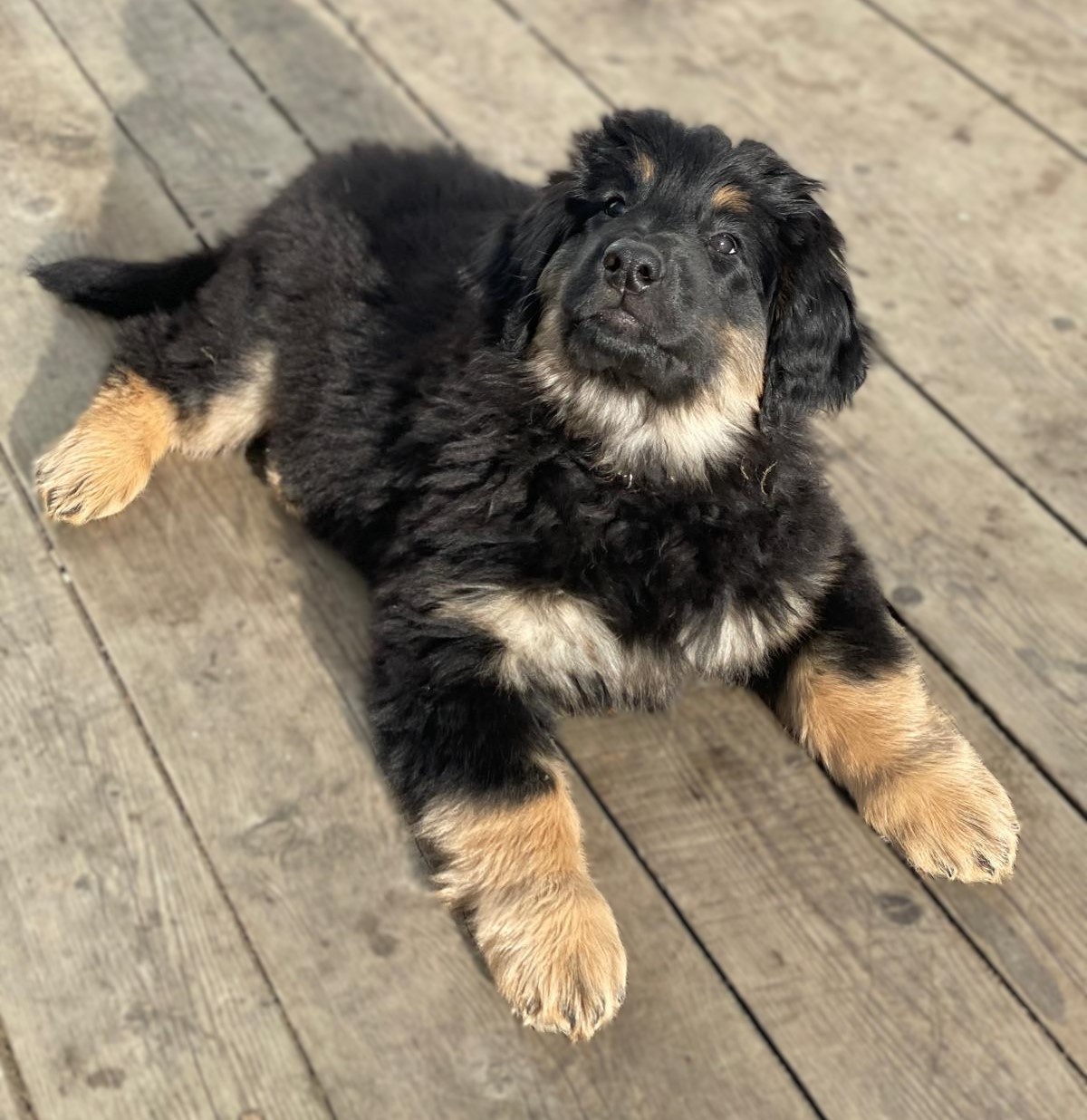 Oferta szczeniąt rasy Hovawart z rodowodem - szczenięta - 3