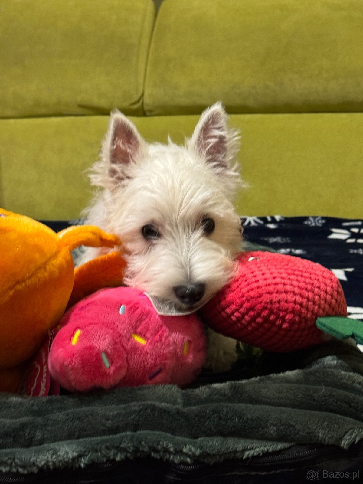 West Highland White terrier - 3