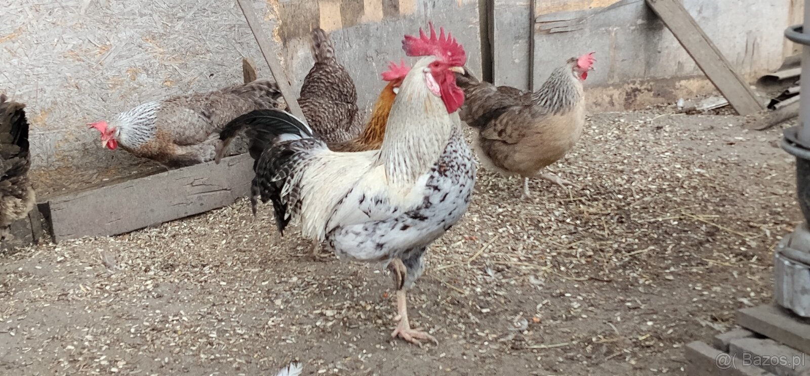 Koguty włoszki, legbary 25r. - 3