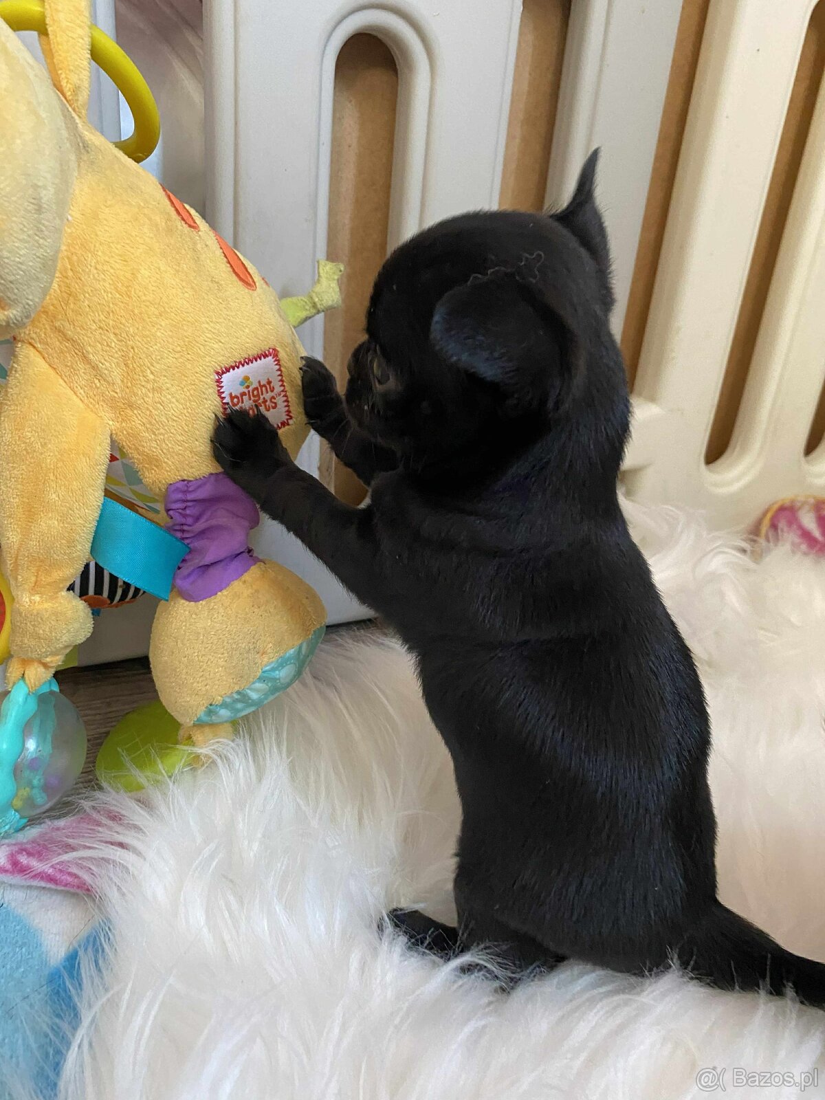 CHIHUAHUA ŚLICZNA CZARNA SUNIA MAMBA - 3