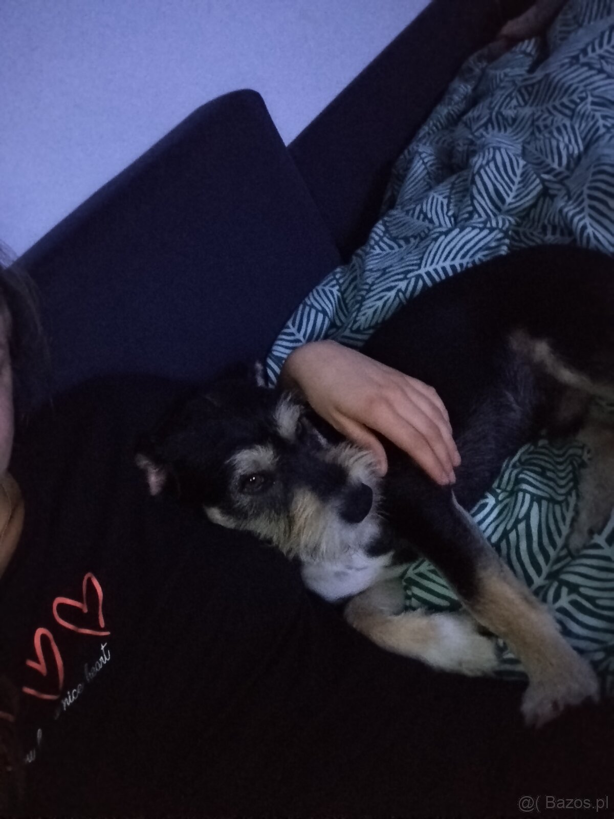 Zenio PILNIE szuka nowego domu - 3