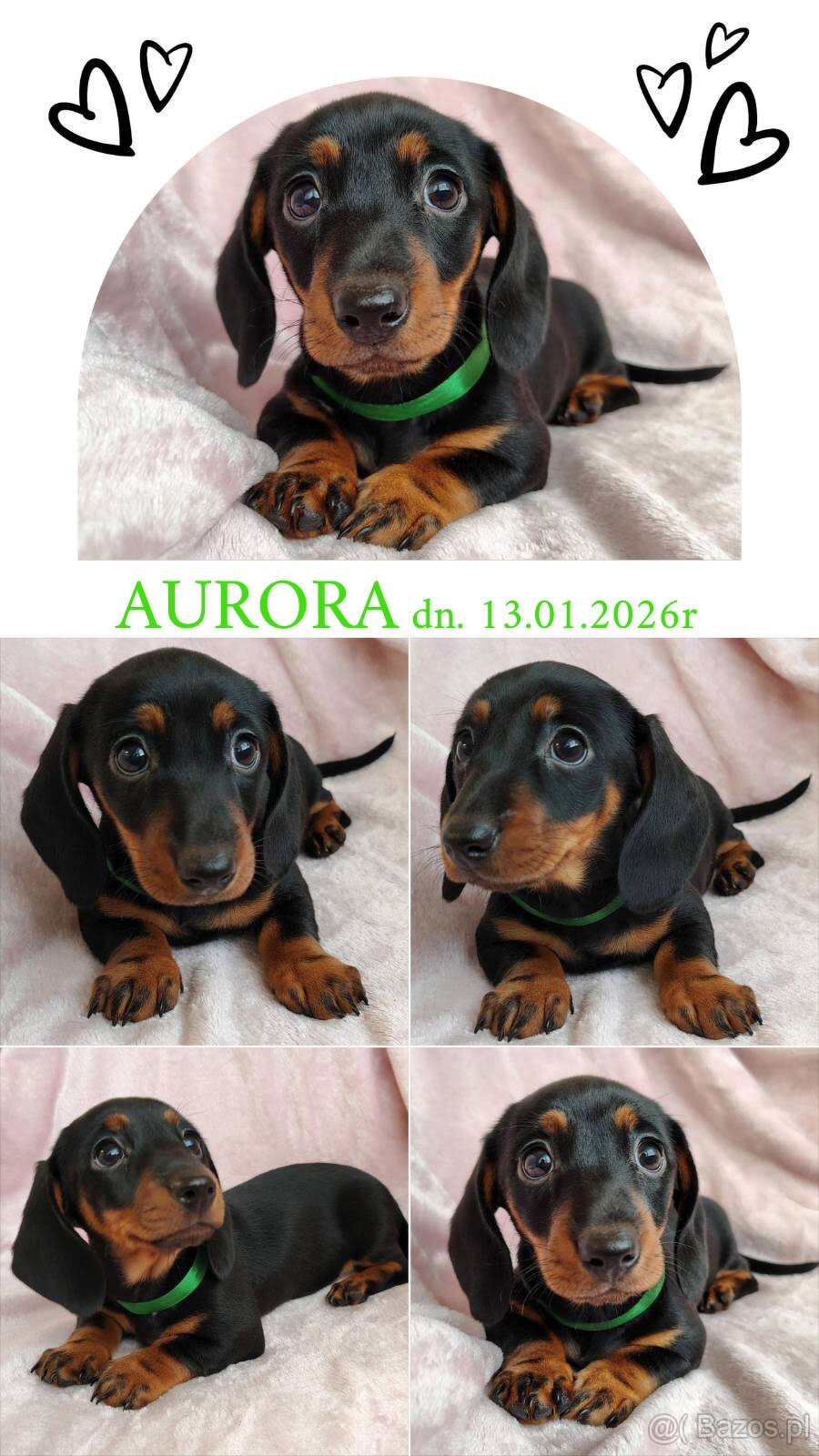 SUCZKA Jamnik krótkowłosy Czarna podpalana Aurora Kraków - 3