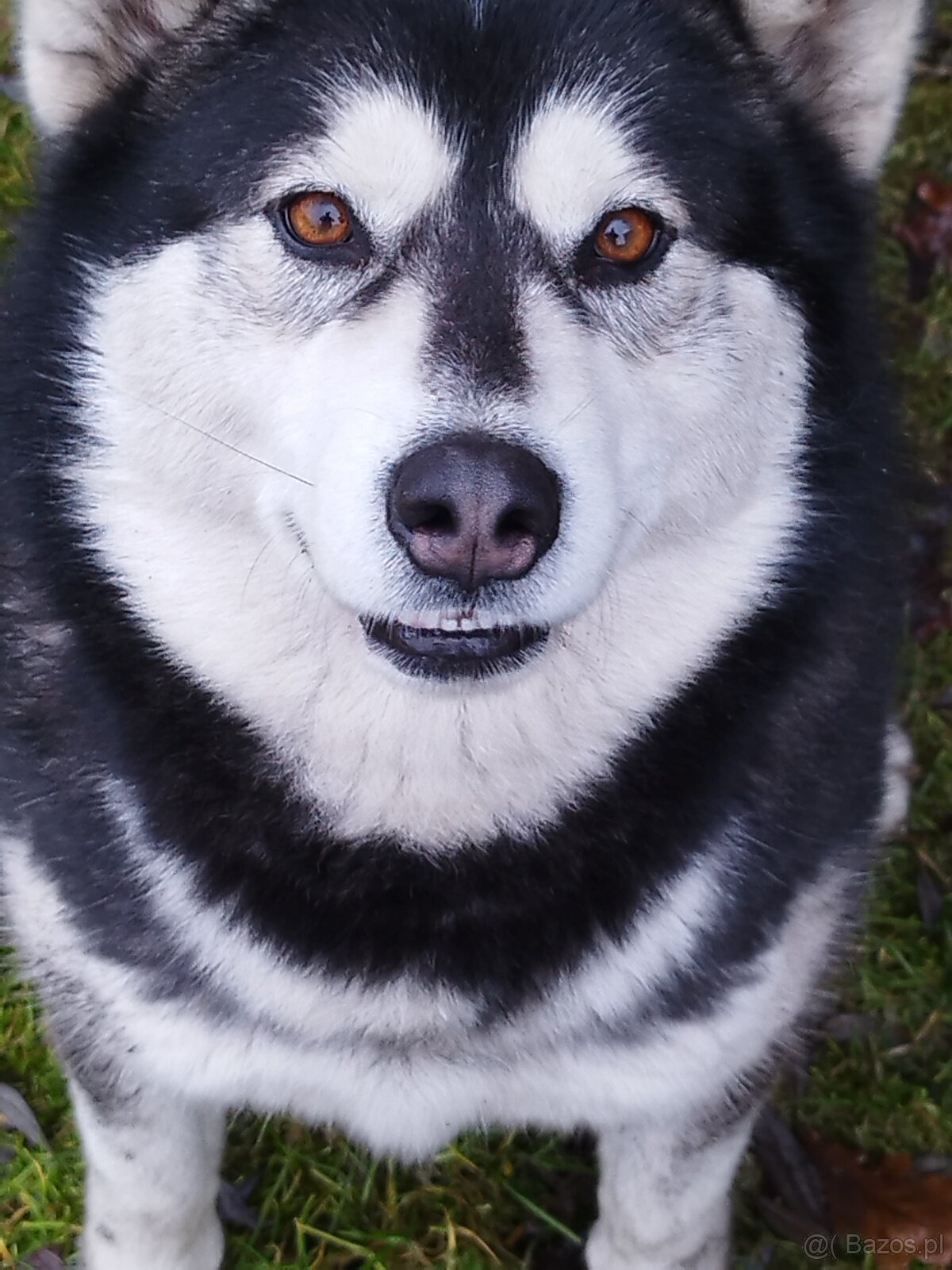Alaskian Malamut - 3