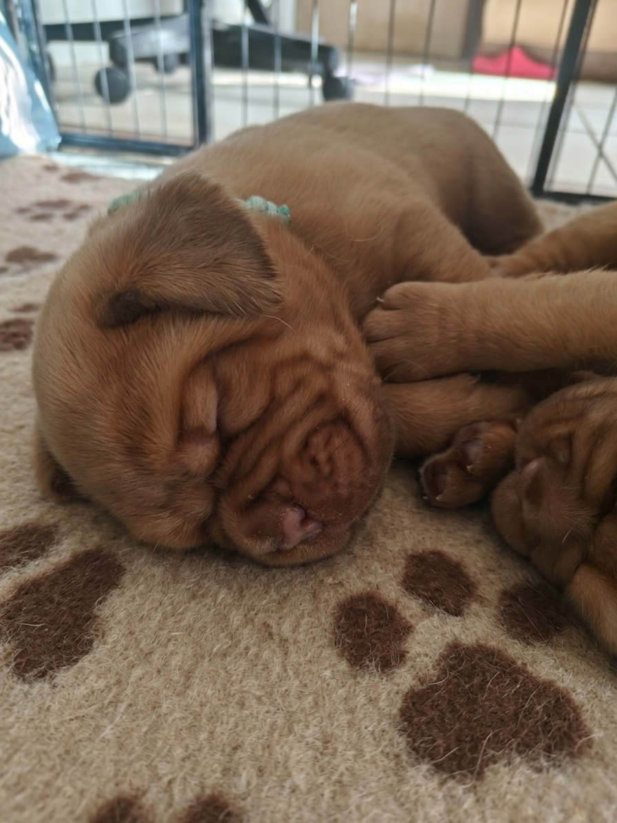 Szczenięta Dogue de Bordeaux FCI - 3