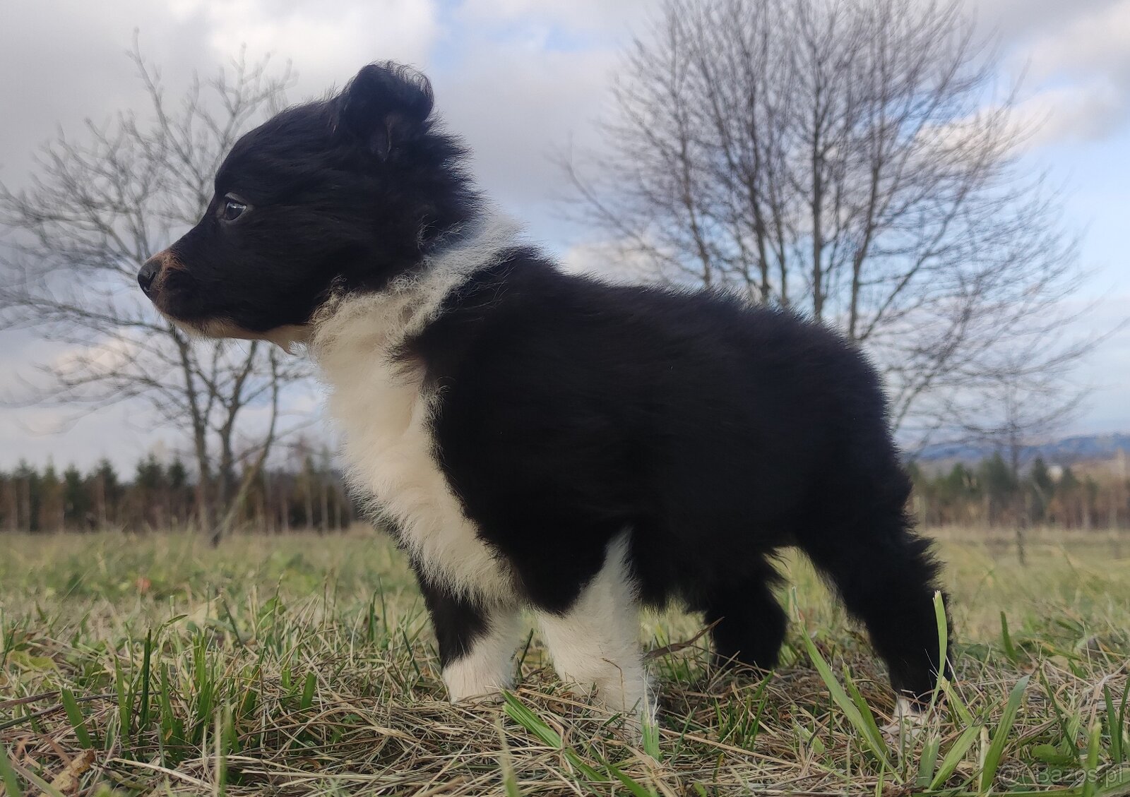 Piękna Rasowa Suczka Border Collie, szczenię z pełną dok. - 3