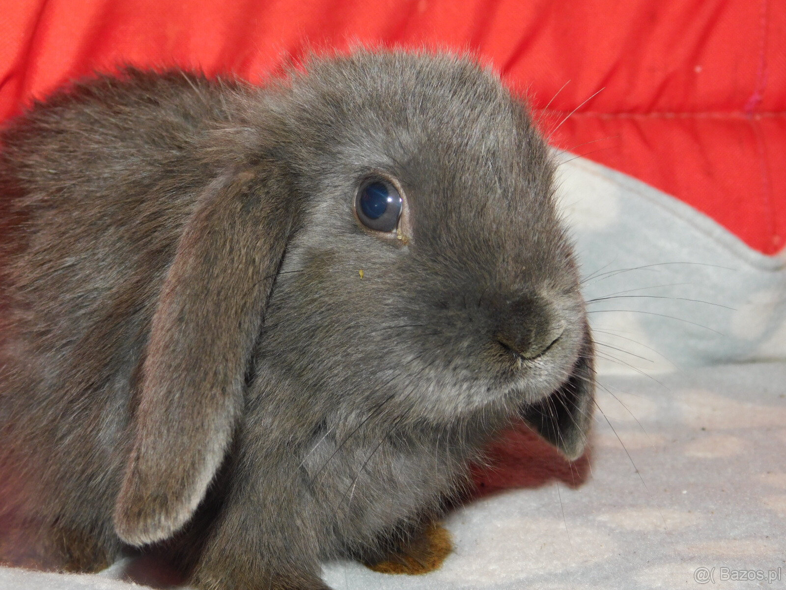 Niebieskie baranki mini lop - 3