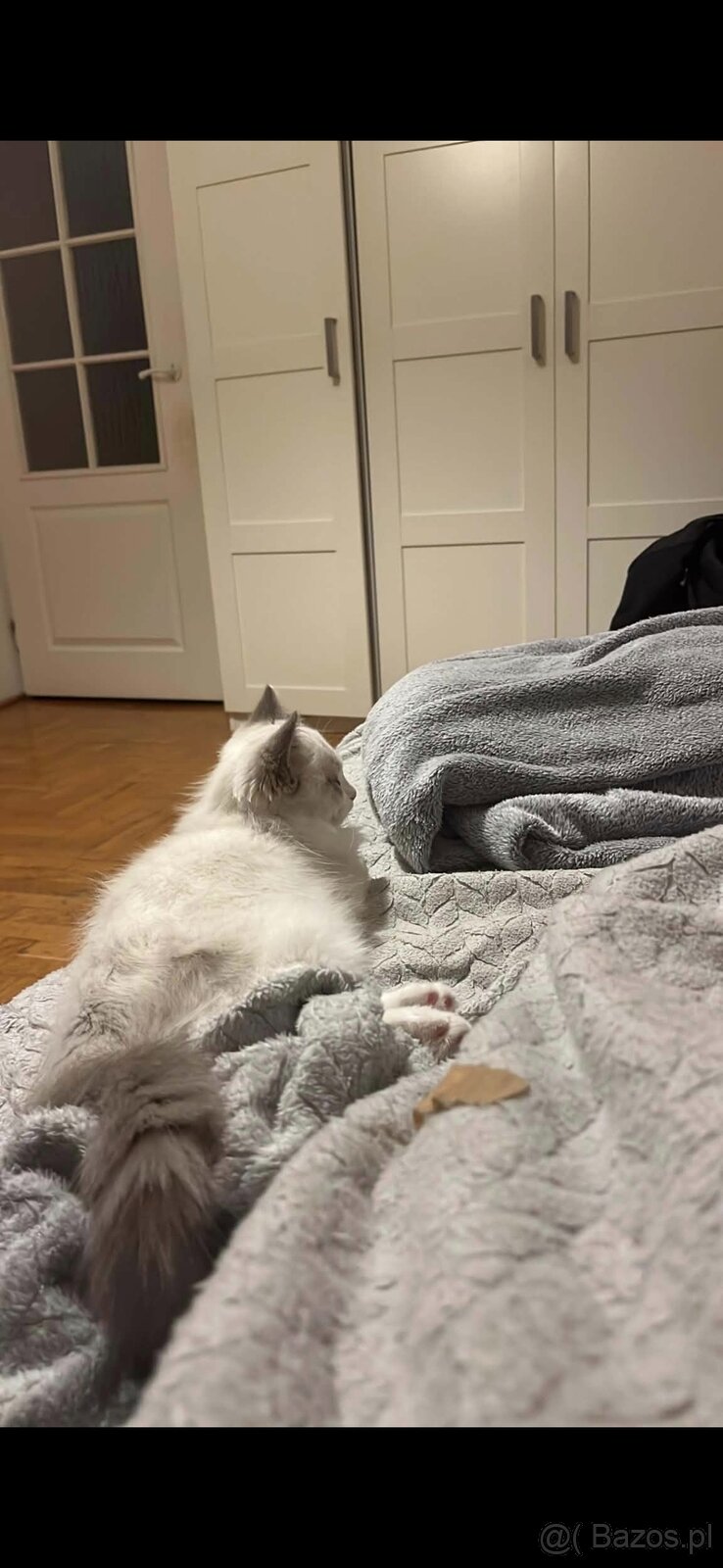 Kot Ragdoll - 3