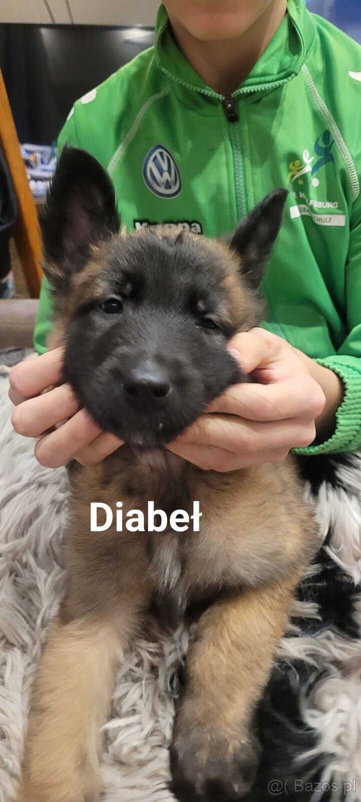 Owczarek belgijski malanois - 3