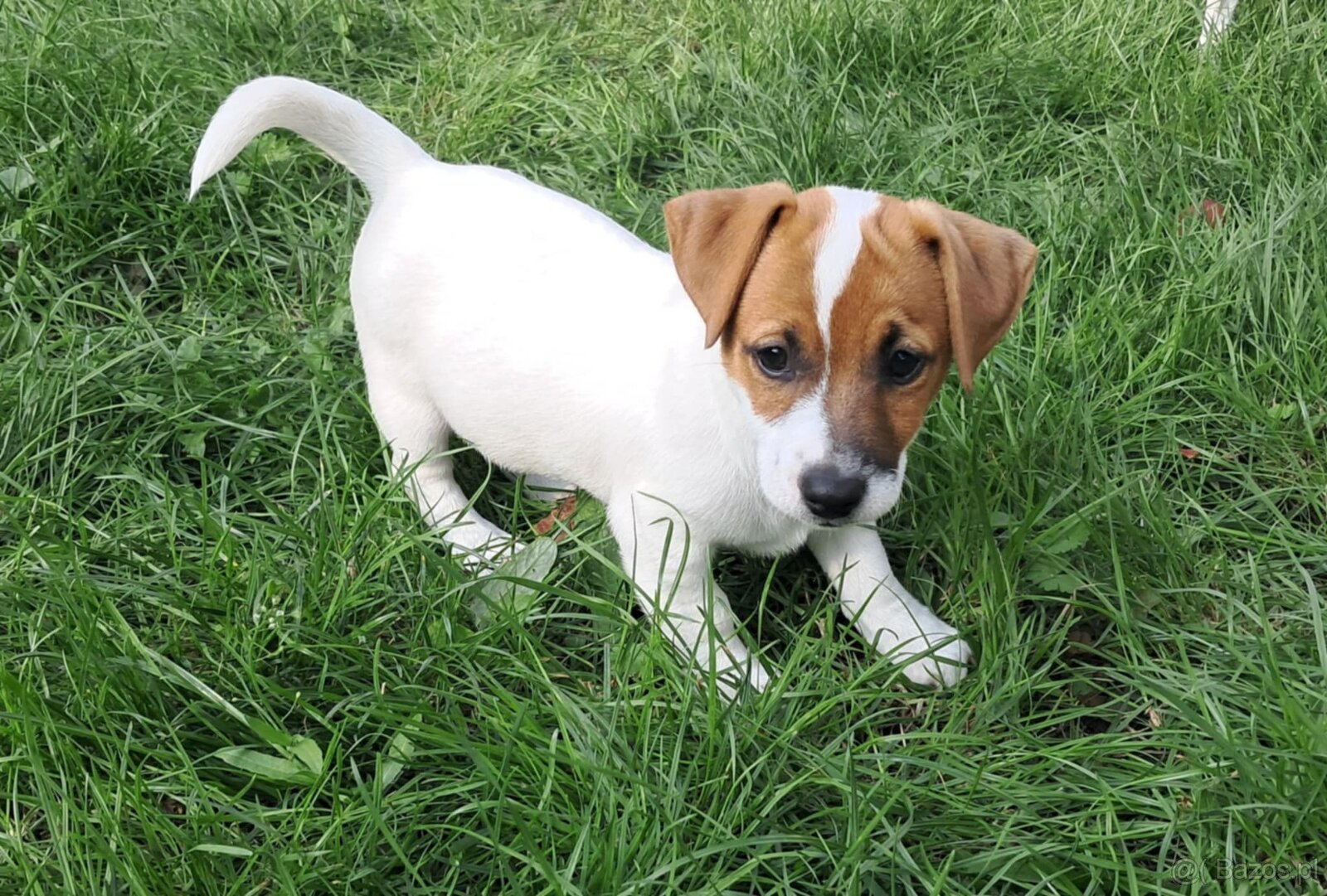Jack Russell Terrier - 3