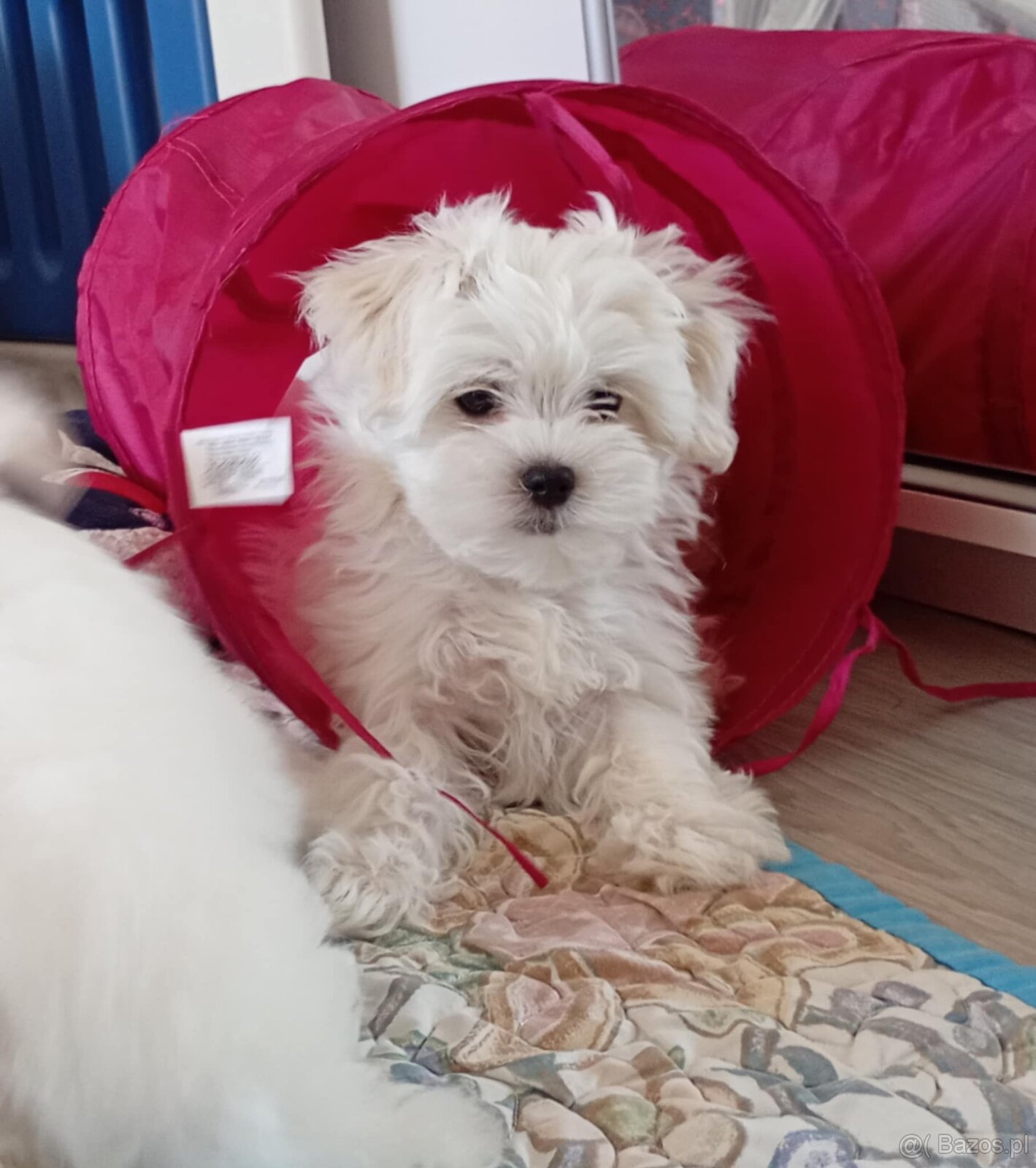 Maltańczyk szczenię boy - 3