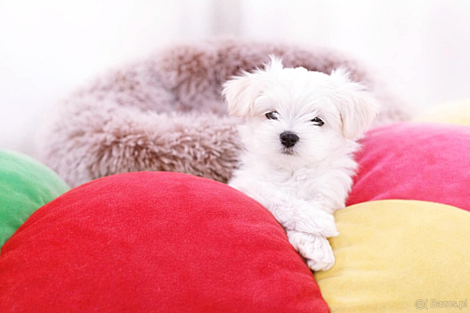 Maltańczyk szczenię boy - 3