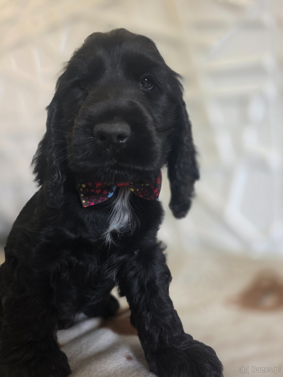 Cocker spaniel angielski - 3