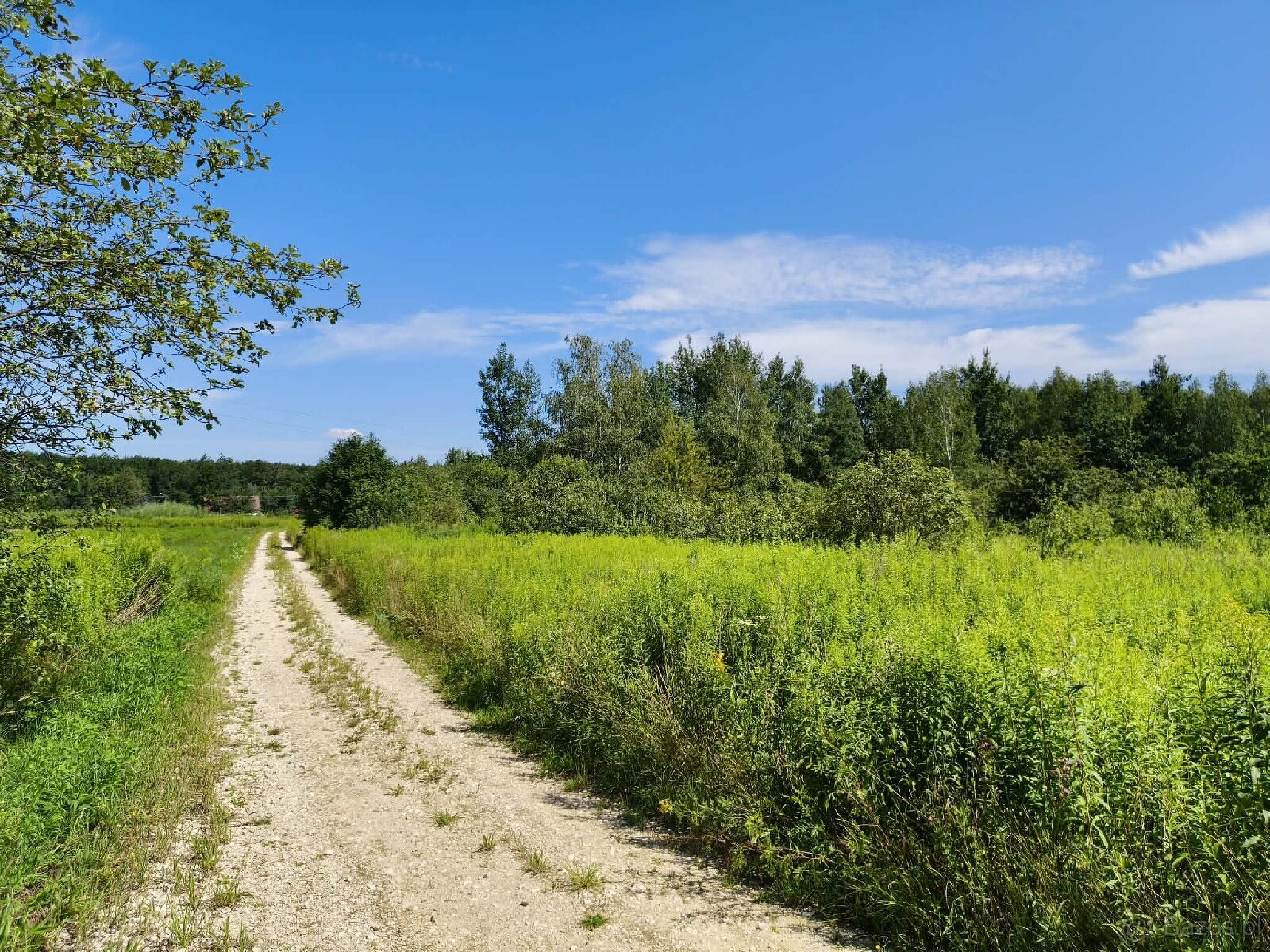 Działka budowlana w Skrzynce, gmina Szczucin - 3