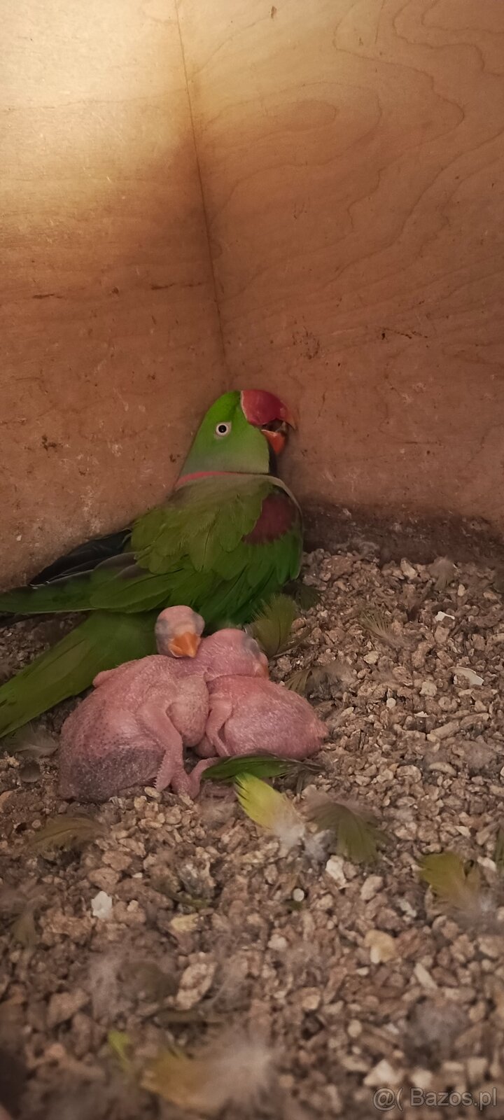 Aleksandretty Wielkie - Para lęgowa - 3