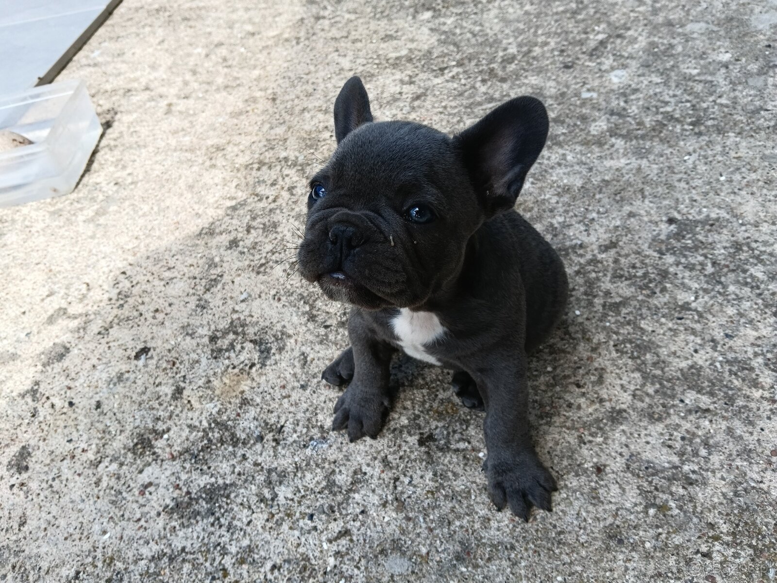 Buldog francuski blue - 3