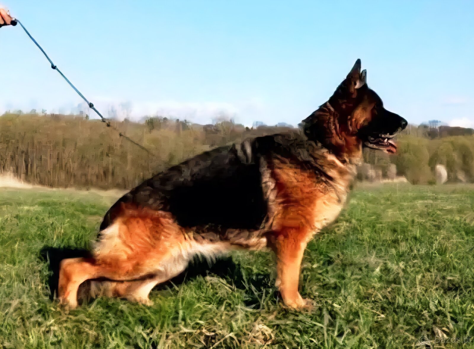 Czarny owczarek niemiecki FCI z rodowodem - 3