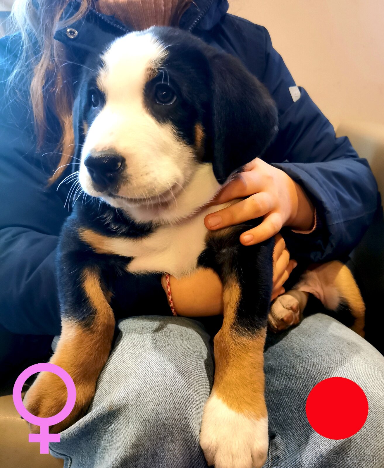 Duży Szwajcarski Pies Pasterski - 3