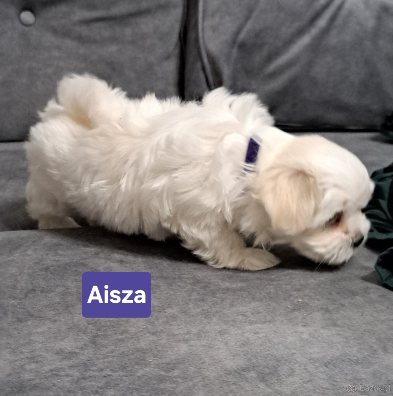 Maltańczyki suczki - 3