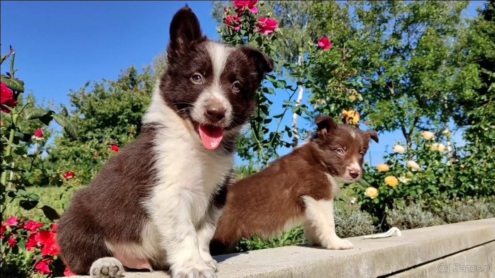 Wspaniały Pies FAZI - BORDER COLLIE z pełną dok. super rodzi - 3